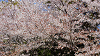 hana26 (177)_thumb.png